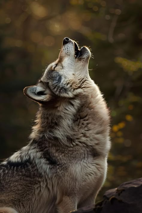 Wolf Face Photography, Wolf Character Design Male, Wolf Looking Up, Wolf Laying Down, Wolf Reference Photo, Wolves Reference, Wolf Side Profile, Northwestern Wolf, Wolf Character Design