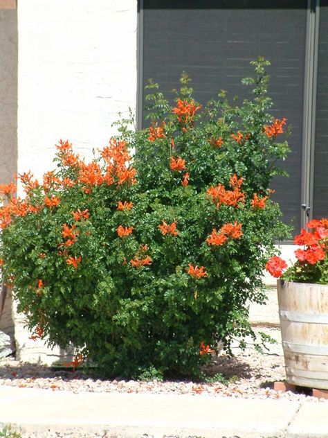 Plant photo of: Tecoma capensis Tecoma Plant, Tecoma Capensis, Flagpole Landscaping Ideas, Cape Honeysuckle, Honeysuckle Plant, Honeysuckle Vine, Hummingbird Plants, Drought Tolerant Garden, Arizona Landscape