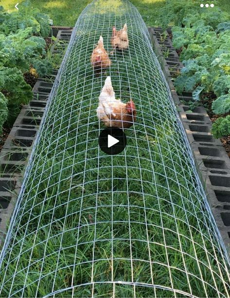 Chicken Tunnels, Chicken Perches, Chicken Roost, Chicken Coop Garden, Backyard Chicken Coop Plans, Chicken Coup, Backyard Chicken Farming, Chicken Run, Vegetable Garden Diy