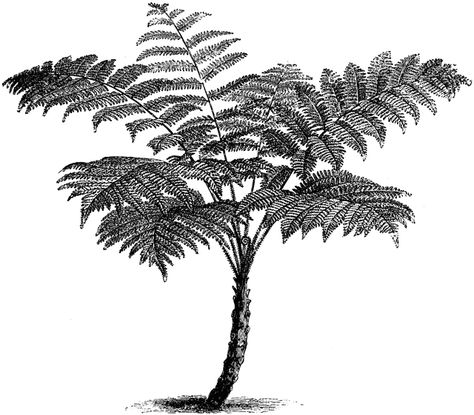 Alsophila Aculeate Fern Fern Tree, Fern Tattoo, Tree Fern, Mountain Tattoo, Tree Drawing, Tree Tattoo, Realistic Drawings, Inspirational Tattoos, Natural History