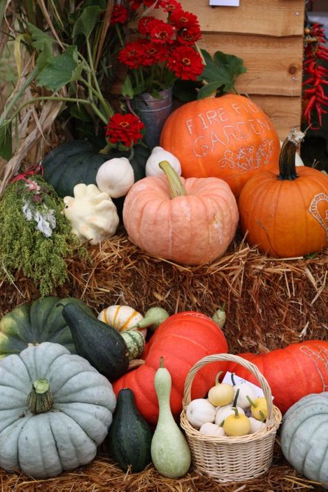 Pumpkins And Gourds, Dulces Halloween, Corn Stalks, Hay Bales, Fall Photo, Autumn Decorating, Harvest Time, Fabulous Fall, Happy Fall Y'all