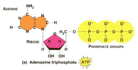 Adenosine Triphosphate Primordial Soup, Adenosine Triphosphate, Biology, Peanuts Comics, Peanut, Comics