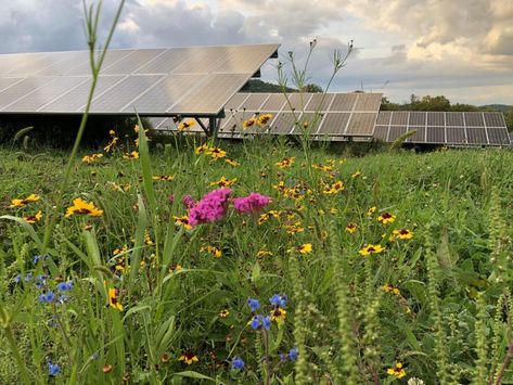 Amid the steady growth of solar energy production in the United States, pollinator conservation at solar installations has become an appealing secondary pursuit, but the long-term success of such efforts remains to be seen. Can the land within a solar farm be made a true resource for pollinating insects? Will solar developers see value in the extra investment to plant and maintain flowering vegetation? Animal Shelter Design, Shade Tolerant Plants, Solar Flower, Shelter Design, Solar Farm, Solar Installation, Rooftop Garden, Rustic Living, Solar Energy