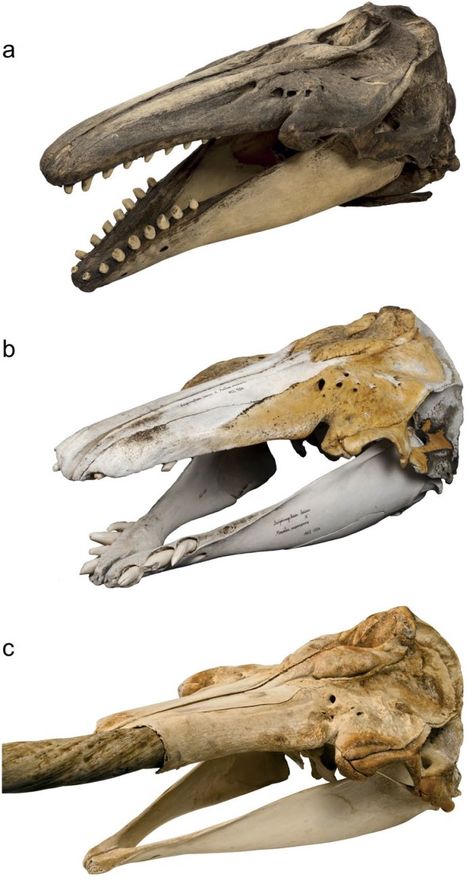 Unusual Skull Turns Out to Be Ultra-Rare Hybrid of a Narwhal And a Beluga Whale Whale Species, Animal Skeletons, The Offspring, Animal Anatomy, Beluga Whale, Marine Mammals, A Skull, Narwhal, Animal Skulls