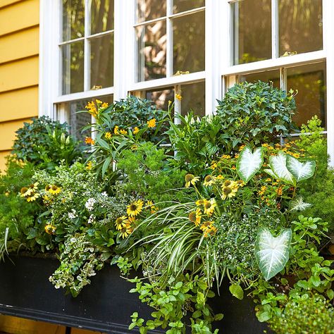 How to Plant a Window Box Like a Pro Herb Window Box, Window Box Ideas, Fall Window Boxes, Window Boxes Diy, Boxes Diy, Flower Containers, Plant Window, Planting Tips, Box Flowers