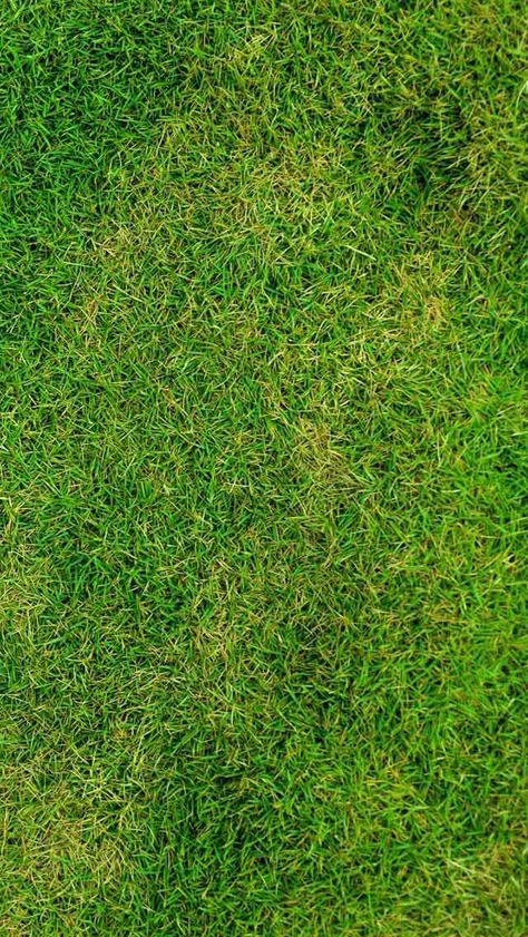 . Grass Texture Seamless, Grass Floor, Grass Texture, Psd Texture, Wood Floor Texture, Tree Plan, Grass Background, Grass Wallpaper, Grass Pattern