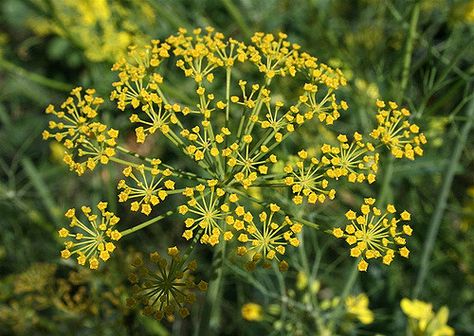 Fennel Flower | Fennel (Saunf) seeds are used in cooking, ba… | Flickr Fennel Flower, Breath Freshener, Wildflower Tattoo, Cut Flower Garden, Pollinator Garden, Fennel Seeds, Dream Garden, Fennel, Fruits And Veggies