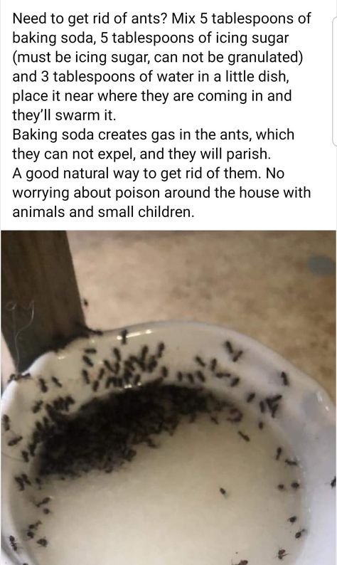 Diy Ant Trap Indoor, Natural Ant Repellant For Home, Ant Traps Homemade, Diy Ant Killer Indoor, How To Get Rid Of Ants In The House, Ant Repellent Diy Indoor, Ant Killer Natural, Diy Ant Killer, Ant Remedies