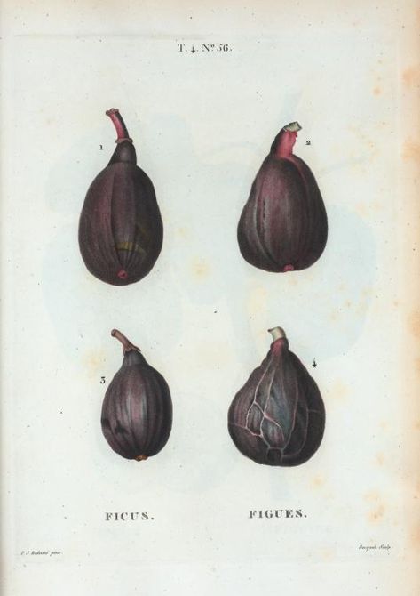 Ficus = Figues.Ficus carica, or 4 varities of the Common Fig, (1801-1819) Black Figs, Ficus Carica, A Well Traveled Woman, Botanical Drawing, Decor Studio, Illustration Botanique, Antique Illustration, Scientific Illustration, Botanical Drawings