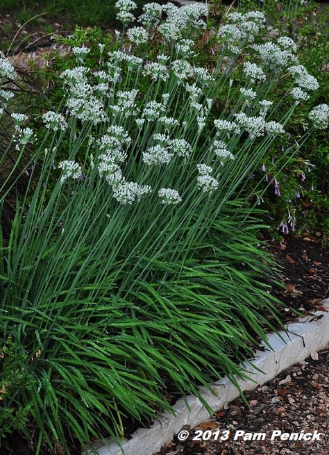 Allium Tuberosum, Carex Comans, Decorative Grasses, Plant Garlic, Chives Plant, Best Herbs To Grow, Purple Foliage, Garden Front Yard, Flowers Stand