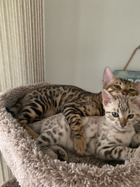 Hugging Cats, Bengal Cat Kitten, Dream's Cat, Söt Katt, Bengal Cats, Pretty Animals, Bengal Cat, Cat Aesthetic, Cute Creatures