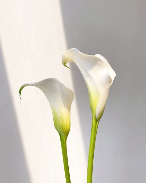 Cala Lily Aesthetic, White Calla Lily Aesthetic, Zantedeschia Aethiopica, White Calla Lily, Summer Flower Arrangements, Floral Design Classes, Arum Lily, New Media Art, 수채화 그림