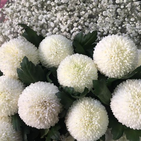 chrysanthem pompom Pom Pom Chrysanthemum, White Chrysanthemum Aesthetic, White Chrysanthemum Flower, Chrysanthemum Morifolium, Crysamthmum Flower Japanese, Chrysanthemum Flower, Wedding 2025, Clean Girl, Chrysanthemum