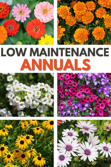 Colorful annual flowers that are easy to grow and require minimal care! This list covers low-maintenance annuals perfect for busy gardeners or beginners. #lowmaintenanceannuals #lowmaintenance #annuals #annualflower #garden Annual Landscape Ideas, Walkway With Flowers, Seasonal Flower Beds, Summer Annual Flowers, Perennial And Annual Flower Beds, Annual Flowers For Partial Sun, Small Flower Garden Ideas Full Sun, Annual Flowers For Full Sun Front Yards, Easy Annual Flowers