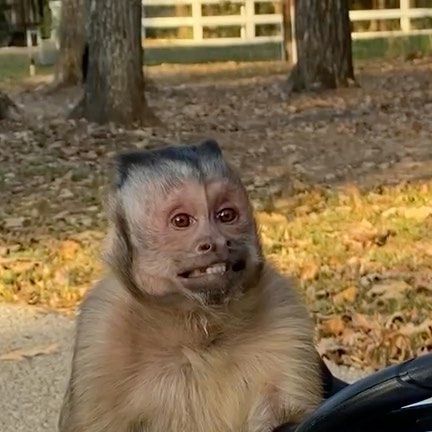 Georgie Boy on Instagram: "George always knew when to smile for the camera 😁 #memories #georgieboy #monkey #newcar" Georgie Boy Monkey, George The Monkey, Monkey Smile, Monkey Funny Videos, Monkey Smiling, Funny Monkey Pictures, Monkey Cute, Cute Monkey Pictures, Monkey Memes