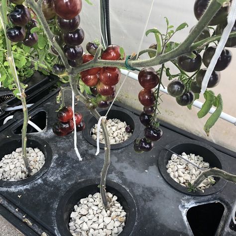 Grow Tomatoes Indoors, Hydroponic Tomatoes, Growing Tomatoes Indoors, Hydroponic Garden, Metal Windmill, Hydroponic Farming, Hydroponics Diy, Grow Tomatoes, Plant Care Tips