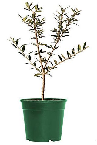 Arbequina Olive Tree, 6-inch pot Olive Tree Indoor, Arbequina Olive Tree, Indoor Olive Tree, Types Of Olives, Potted Olive Tree, Meyer Lemon Tree, Olive Plant, Plant Help, Simple Coffee Table