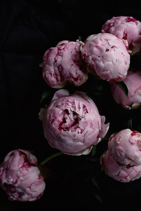 Lockscreen Iphone, Flowers Dark, Peony Wallpaper, Floral Art Design, Dark Flowers, Peony Flowers, Feminine Art, Floral Photography, Flowers Wallpaper