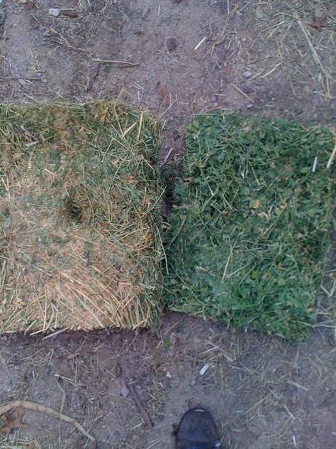 hay samples Alfalfa Hay For Horses, Hay For Horses, Horse Vet, Alfalfa Hay, Horse Nutrition, Equine Nutrition, Horse Lessons, Horse Information, Livestock Feed