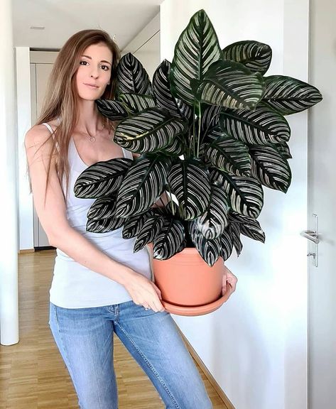 Calathea Ornata, Plant Wishlist, Growing Plants Indoors, Planter Design, Indoor Jungle, Plant Lady, Growing Plants, Indoor Plants, One Shoulder Blouse