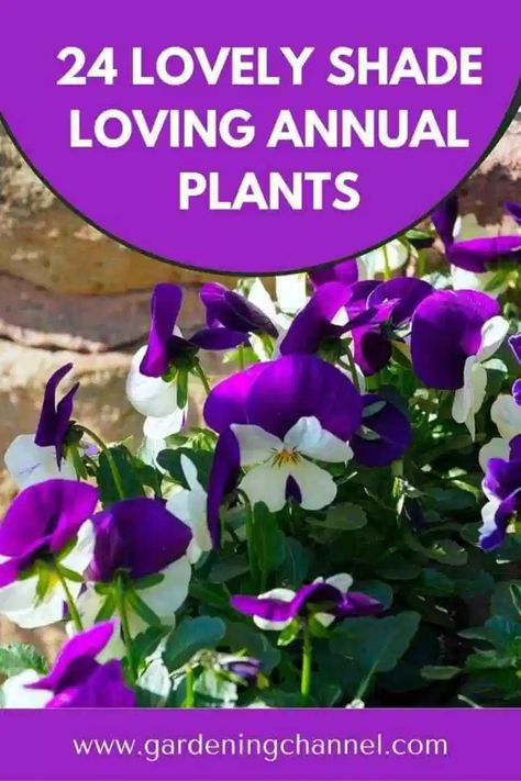 24 Best Shade Loving Annual Plants and Flowers to Grow - Gardening Channel Plants For Pots In Shade, Shade Annual Flowers, Annual Flowers For Shade, Larkspur Plant, Flowering Shade Plants, Plants That Like Shade, Garden Redesign, Plants That Love Shade, Purple Perennials