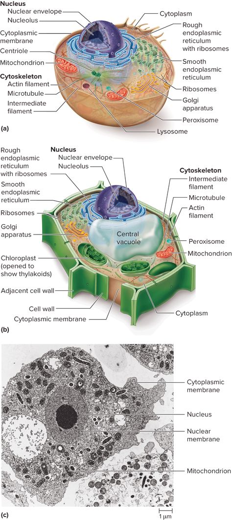 Diagram of eukaryotic vs prokaryotic cell. TEM of eukaryotic. Eukaryotic Cell Model, Prokaryotes Vs Eukaryotes, Prokaryotic And Eukaryotic Cells, Microbiology Study, Cell Diagram, Prokaryotic Cell, Cell Theory, Science Cells, Cells Worksheet