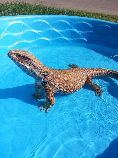 Marley the savannah monitor 💜 follow us on Instagram courtney.and.marley follow 😊 Monitor Lizard Pet, Savannah Monitor, Chameleon Lizard, Reptile Room, Monitor Lizard, Cute Reptiles, Dual Monitor, Reptiles Pet, Terraria