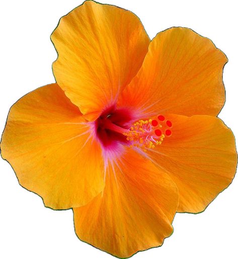 Orange Hibiscus, Hawaii Flowers, Hawaiian Dancers, Hibiscus Flowers, Honolulu, Hibiscus, Hawaii, Deviantart, Orange