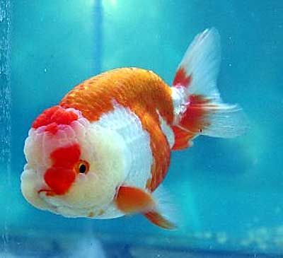 Beautiful Ranchu Goldfish Fat Goldfish, Lionhead Goldfish, Oranda Goldfish, Pet Goldfish, Fancy Goldfish, Goldfish Tank, Goldfish Pond, Golden Fish, Fish Drawings