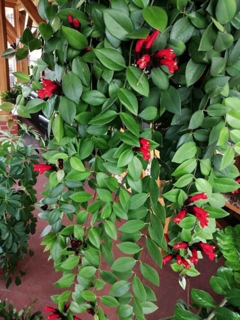 Indore Plants, Lipstick Plant, Plant Goals, Botanical Beauty, Easily Distracted, Pretty Plants, Plant Collection, Dog Sweaters, House Plant