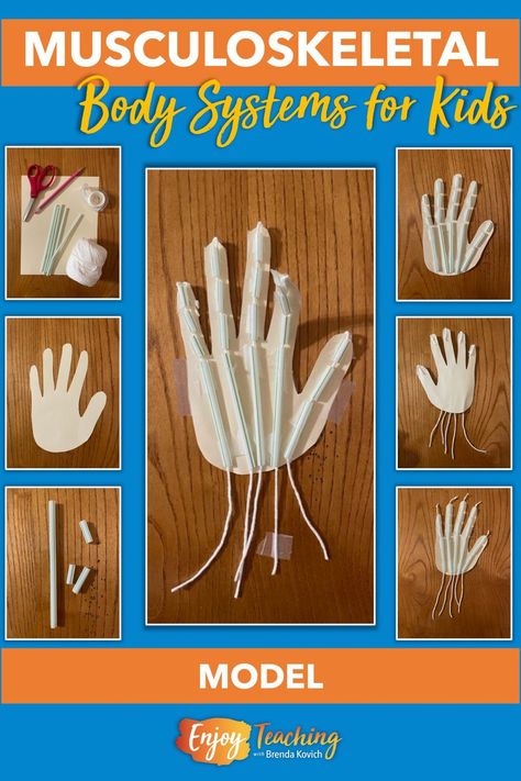 Build this model of the musculoskeletal system to show your students how bones and muscles work together. Read more at Enjoy-Teaching.com. Musculoskeletal System Projects, Skeletal And Muscular System Activities, Muscle System Projects, Elementary Bones Lesson, Muscular System Model, Muscle Model Project, Bone Activities, Muscular System Project, Eagle Anatomy