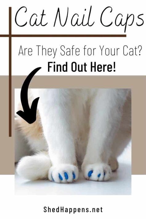 Are Nail Caps Safe for Cats? - Shed Happens Cat Nail Caps, Declawing Cats, Nail Caps, Orange And White Cat, Soft Paws, Cut Cat, Tabby Kitten, Cat Shedding, Cat Nails