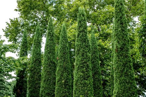 Taylor Junipers (Juniperus virginiana 'Taylor') is a cultivar of the eastern red cedar that is perfect for creating wind screens and hedges. Taylor Juniper Landscaping, Taylor Juniper Tree, Juniper Hedge, Taylor Juniper, Gardening 2023, Landscape Privacy, Juniperus Virginiana, Cedar Hedge, Pruning Trees