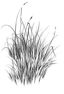 How to Draw Grass (An introduction to "Negative" drawing) Bushes Drawing, Negative Drawing, Bush Drawing, Grass Drawing, Art Demonstrations, How To Draw Realistic, Pencil Drawing Tutorials, Draw Realistic, Plant Drawing