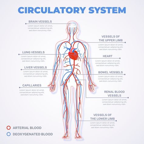 Linear circulatory system infographic | Free Vector #Freepik #freevector #circulatory-system #infographic-template #info #info-graphics Circulatory System Drawing Easy, Science Circulatory System, Nephron Anatomy, Circulatory System Notes, Circulatory System Projects, Human Body Science Projects, System Infographic, Biology Project, Science Assignment