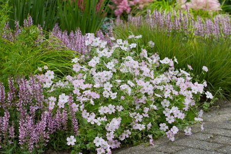 Growing Geraniums, Ophiopogon Japonicus, Geranium Macrorrhizum, Zantedeschia Aethiopica, Geranium Rozanne, Cranesbill Geranium, Astrantia Major, Geranium Plant, Hardy Geranium