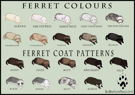 Ferret Colour and Coat Pattern Chart by WeaselWomanCreations Ferret Types, Black Ferret, Ferret Colors, Ferret Ideas, Ferret Diy, Ferret Care, White Ferret, Ferrets Care, Baby Ferrets