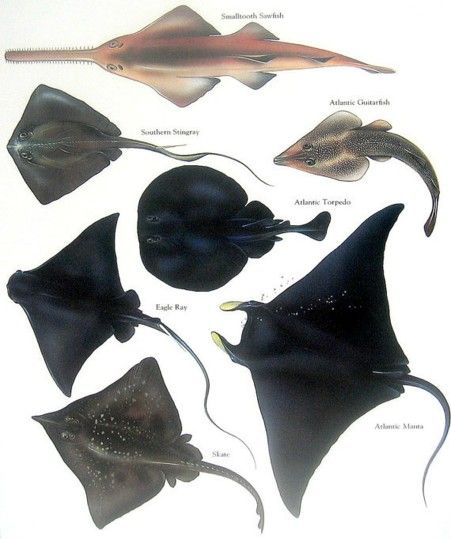 Smalltooth Sawfish, Atlantic Guitarfish, Atlantic Torpedo, Atlantic Manta, Skate, Eagle Ray, Souther Stingray....clockwise from upper left corner.....via MYSUNSHINEVINTAGE on etsy Sea Life Reference, Sting Ray Photography, Sea Fish Photography, Stingray Photography, Smalltooth Sawfish, Southern Stingray, Stingray Art, Skate Fish, Deep Underwater