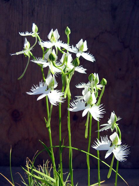 This orchid, Habenaria radiata, (syn. Pecteilis radiata) is from Asia and is one of the most delicate and lovely of the terrestrial orchids commonly used as an accent for bonsai. It grows from a bu… White Egret Orchid, Habenaria Radiata, Egret Orchid, Flying Duck Orchid, Monkey Orchid, White Egret, Transparent Flowers, Light Pink Flowers, Dark Flowers