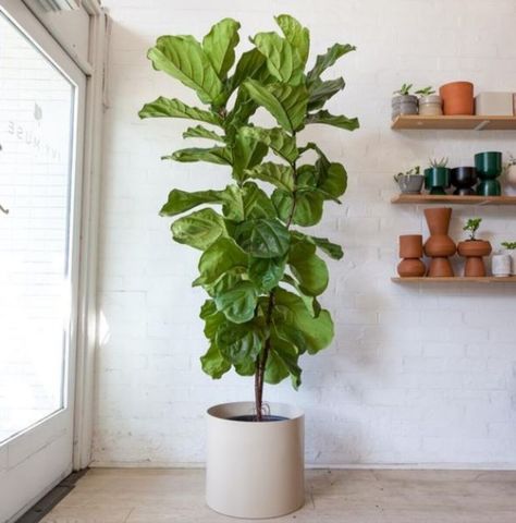 Ficus Lyrata - Fiddle Leaf Fig 200mm Pot Indoor Plant Display, Indoor Palms, Corner Plant, Living Room Plants, Ficus Lyrata, Chinese Evergreen, Iron Plant, Best Indoor Plants, Peace Lily