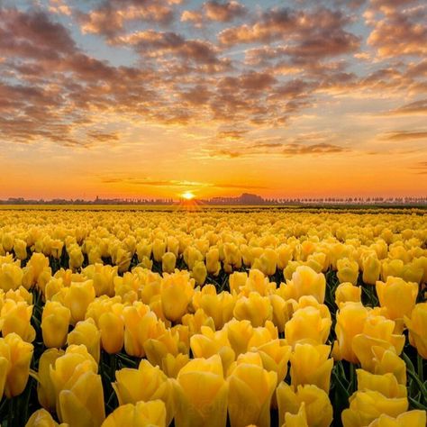 Tulip Fields, Wallpaper Nature Flowers, Outdoor Flowers, Yellow Tulips, Garden Pathway, Enjoy Nature, Flower Field, Sun Kissed