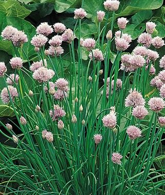 Chives, Common Starting Seeds Outdoors, Edible Lavender, Growing Chives, Chive Seeds, Chives Plant, Chive Flower, Growing Cucumbers, Starting Seeds Indoors, House Updates