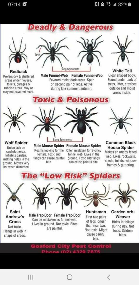 Spider Identification Chart, Animal Pfp Funny, Poisonous Insects, Spiders Cute, Cute Animal Pfp, Spider Chart, Spider Identification, Animal Pfp, Venomous Animals