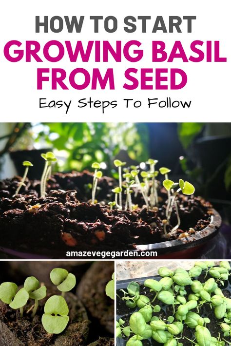 Tips For Growing Basil, Basil In Pots Growing, Growing Basil Indoors From Seeds, Grow Basil From Seed, How To Grow Basil From Seed, Planting Basil From Seed, Growing Basil From Seed, Gardening Veggies, Basil Garden