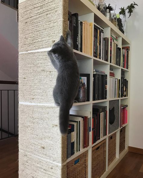 Ikea Kallax Hack for Cats | Meow Lifestyle Cat Diy Furniture Climbing Wall, Cat Tree That Looks Like Furniture, Wall Basket Cat Bed, Diy Ikea Cat Hacks, Kallax Cat Bed, Cat Tree Ideas Apartments, Diy Cat Cube Shelf, Cat Tower From Book Shelf, Apartment Cat Tree