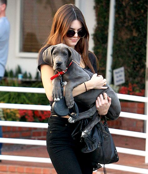 Kendall Jenner with her Great Dane puppy given to her by her brother Rob Kardashian. ♥ Visit my celebrity site at www.celebritysize... for more fun stuff!♥ #celebritysize #greatdane #kendalljenner Kendall Jenner News, Rob Kardashian, Modeling Agency, Kendall Jenner, Kim Kardashian, Angeles, Tumblr, Celebrities