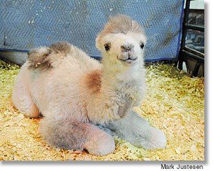 fluffy little dramadarie.  Why, hello baby camel.  Great article attached to this pic.  =) Bactrian Camel, Baby Camel, Fluffy Things, Rabbit Houses, Wild Kingdom, Animal Babies, Llama Alpaca, Animal Antics, Animal Crackers