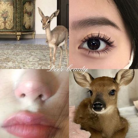 types of beauty| #deer #cat #bunny #fox #aesthetic #beauty #girlblogger #girlblogging| mine ‧₊˚ Cat Pretty Makeup Aesthetic, Bunny Pretty Aesthetic, Deer Beauty Face Aesthetic, Deer Pretty Aesthetic, Cute Deer Aesthetic, Makeup For Deer Face Type, Fawn Girl Aesthetic, Fox Pretty Face Aesthetic, Bunny Pretty Type Of Beauty