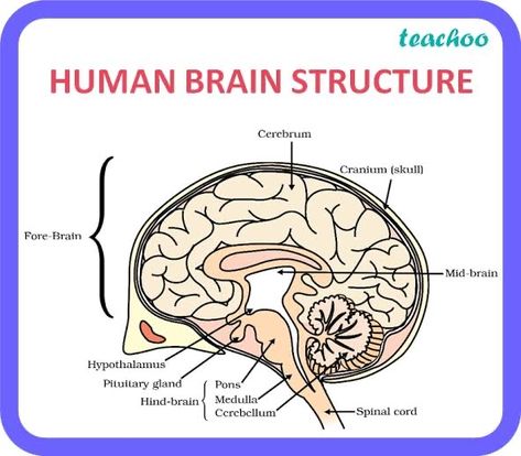 Brain Structure Diagram, Human Brain Diagram, Brain Diagram, Biology Diagrams, Science Diagrams, Brain Structure, Biology Facts, Pituitary Gland, Biology Notes