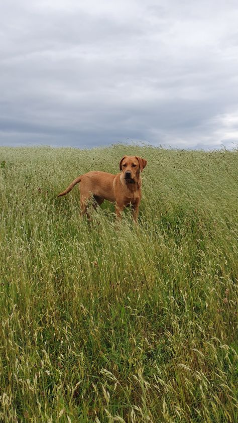 Red Lab Puppy, Red Labrador Retriever, Fox Labrador, Red Fox Labrador, Redfox Labrador Puppy, Red Fox Labrador Retriever, Red Lab Puppies, Red Fox Lab, Fox Red Labrador Puppy